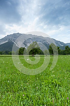 Trees on a meadow