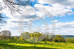 Trees and a meadow as nature springs to life