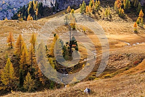 Trees on meadow at autumn in Dolomites