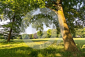 Trees and meadow in peaceful park