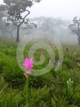 Trees, Meadow and Siam Tulip with fog in morning