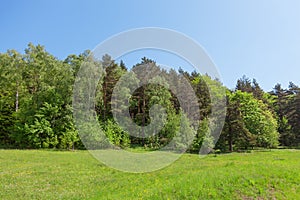 Trees, meadow and sky