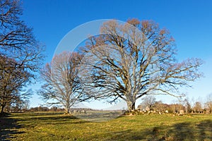 Trees on the meadow in spring