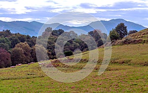 Trees in the meadows of Ainhoa