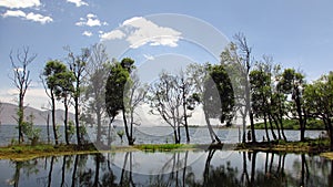 Trees in the middle of ErHai