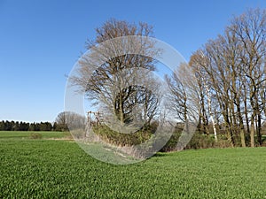 Trees in the middle of the field during early spring