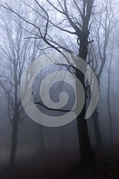 Trees in the middle of fog