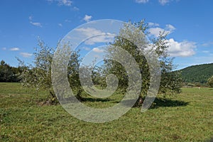 Trees in a middle of a grass field