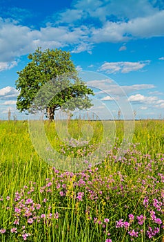 Trees in the middle of the green field