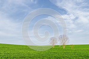 Trees in the middle of green grass meadow