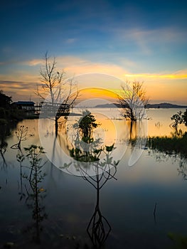 Trees in the middle of the lake eith the sky behind the sunset