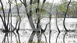 Trees in the middle of over flown lake