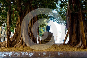 Trees in the middle of the square in Cartagena