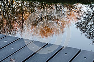 Trees miroring in the water