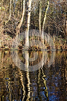 Trees miroring in the water