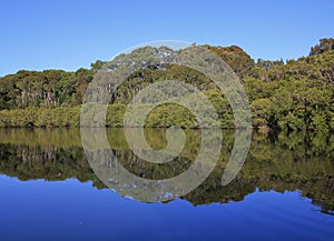 Trees mirroring in the Wrights Creek