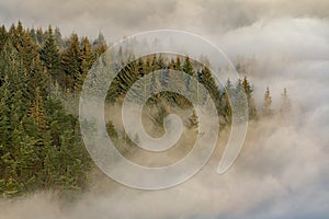 Trees and mist. Bamford Edge landscape vignette in the Peak District National Park, UK