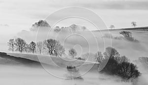 Trees in Mist in the beautiful cornish countryside photo