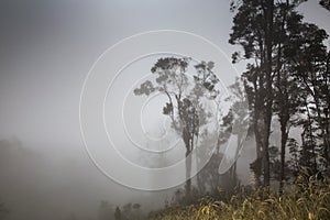 Trees in a mist in early morning in West Papua