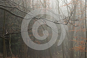 Trees in the mist and fog in forest woodland with brown leaves and rain droplets