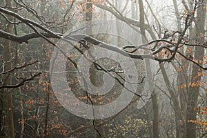 Trees in the mist and fog in forest woodland with brown leaves and rain droplets