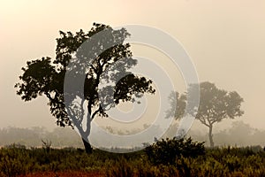 Trees in mist, Kruger Park, South Africa