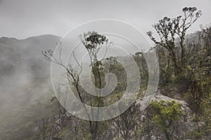 trees and mist from the mountain top