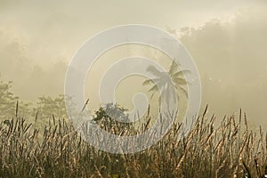 Trees in the mist - Suan Phueng, Ratchaburi, Thailand