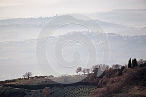 Alberi nebbia un città 