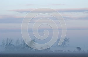 Trees in a misty landscape