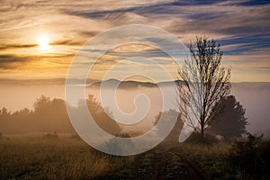 Trees in a misty meadow silhouetted against the sky at sunset. Banska Bystrica, Slovakia.