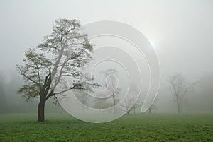 Trees in a misty morning meadow