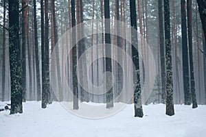 Trees in misty winter forest.