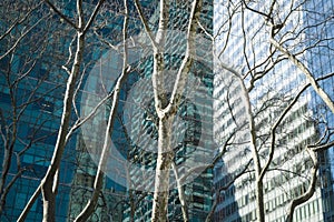 Trees and modern buildings, New York City
