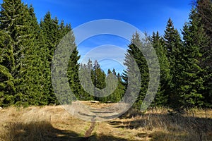 Trees, Modrava, Sumava, Boemerwald, Czech Republic