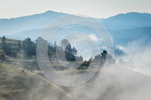 Stromy v rannej hmle v Pieninách, Slovensko