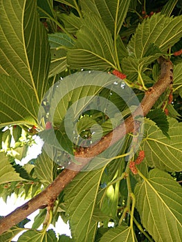 Trees. Morus nigra L. Black mulberry