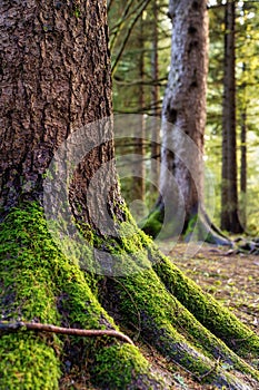 Trees and moss in a forest in Portland, Oregon