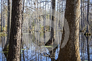 Trees with moss in a swamp