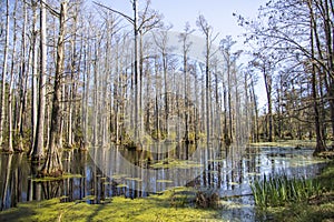 Trees with moss in a swamp