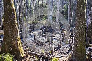 Trees with moss in a swamp