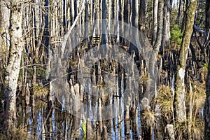 Trees with moss in a swamp