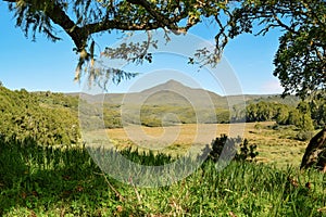 Trees with a mountain background, Mount Kenya photo