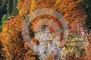 Trees on the mountain cliffs at autumn