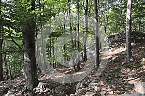 Trees from mountain forest