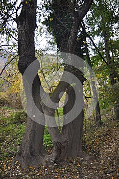 Trees from mountain forest