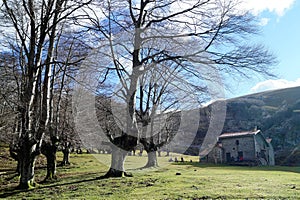 Trees in the mountain Gorbea