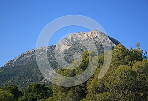 TREES AND MOUNTAIN LANDSCAPE