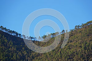 Trees on a mountain peak