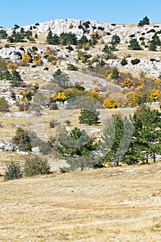 Trees on mountain plateau Ai-Petri in Crimea